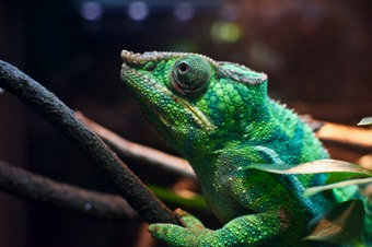 Chameleon at Butterfly Palace in Branson, Mo.
Chameleon at Butterfly Palace in Branson, Mo.