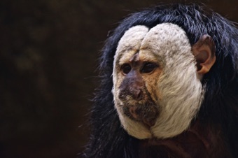 He're looking at…
Kansas City Zoo He're looking at…
Kansas City Zoo