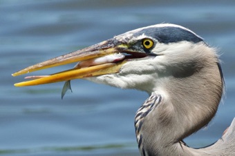 Blue Herron Eating Lunch
Blue Herron Eating Lunch